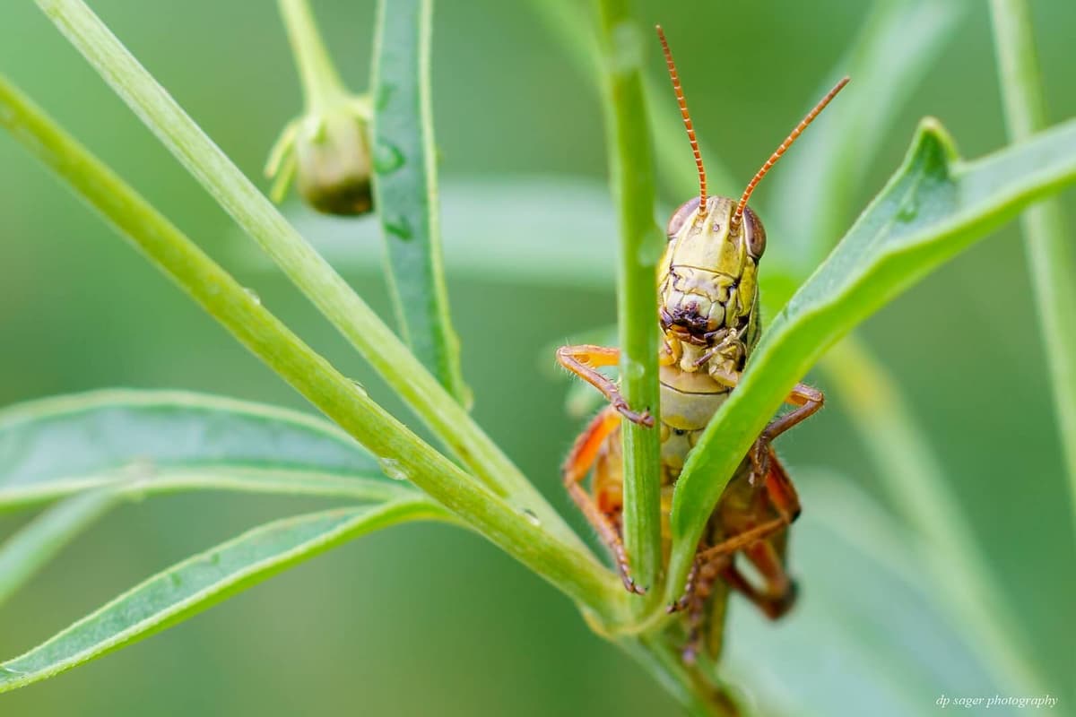Where does that phrase come 'patience young grasshopper' ?