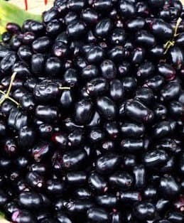 what is jamun called in english?