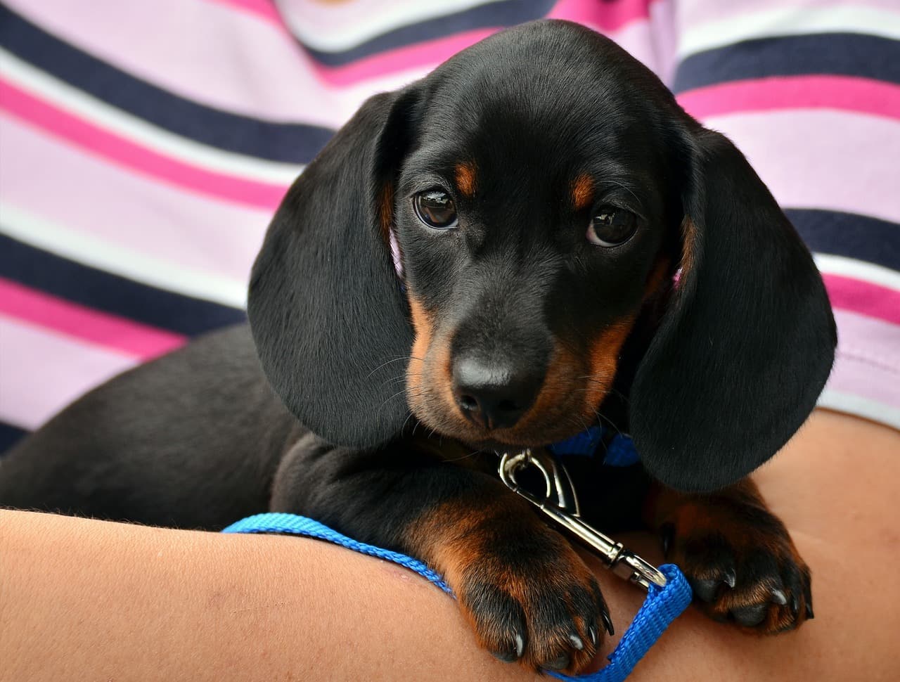 Best Dog Breeds For Families With Small Children