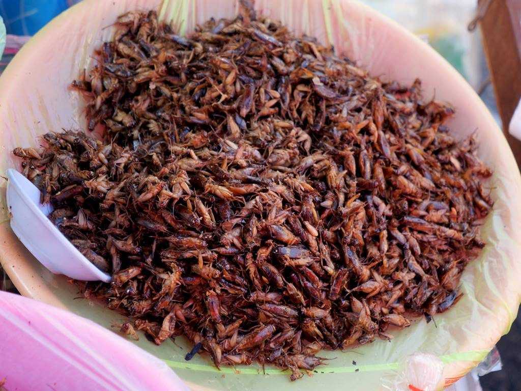 Jing Leed (Grasshoppers) – Thailand