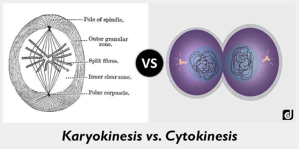 What is the difference between karyokinesis and cytokinesis? - Letsdiskuss