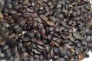 Passion Fruit Seeds