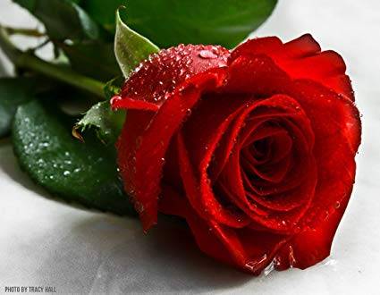 significance-of-rose-day-letsdiskuss