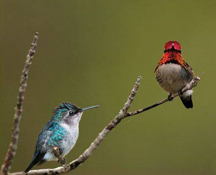bee hummingbird-letsdiskuss