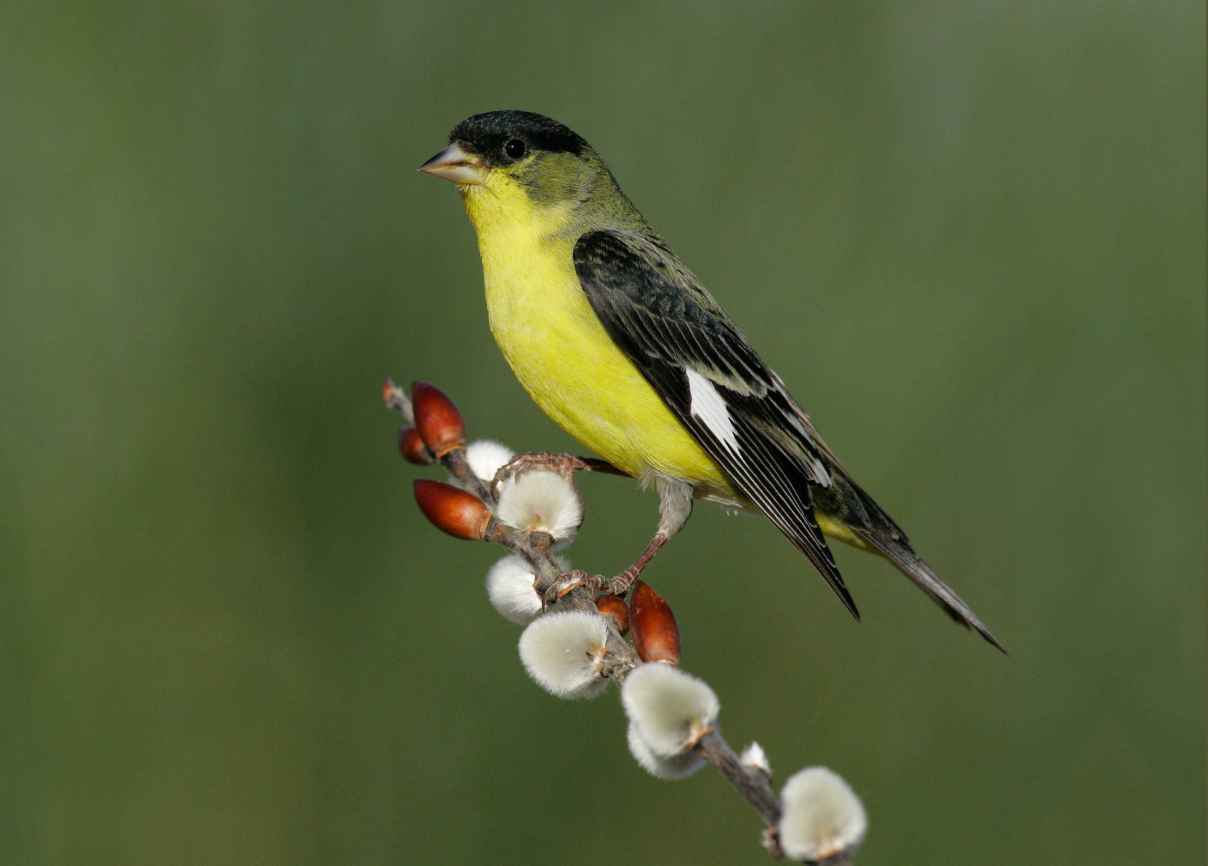 Lesser Goldfinch-letsdiskuss